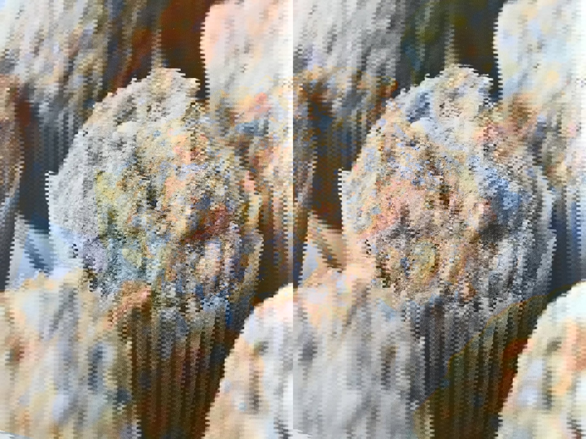 Scones med veganost og nøtter (eller frø)