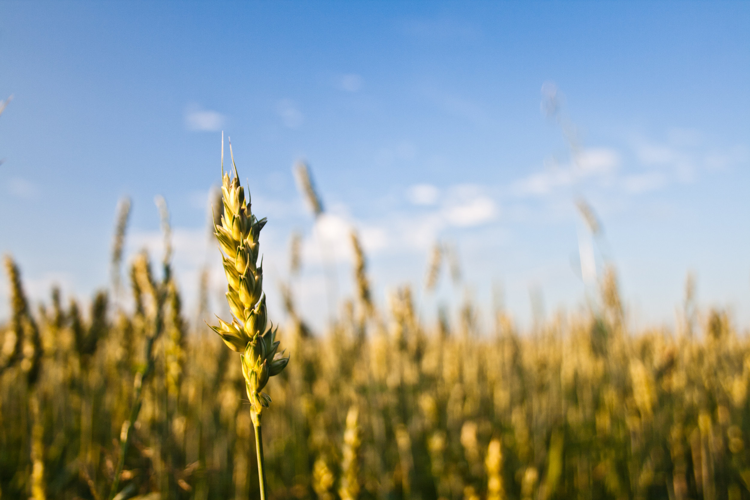 Samspill mellom hvete-ATI og fordøyelsesenzymer